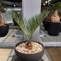 サイカスカイルンシアナ　発根済み 1】発根済 サイカスカイルンシアナ | KANIK