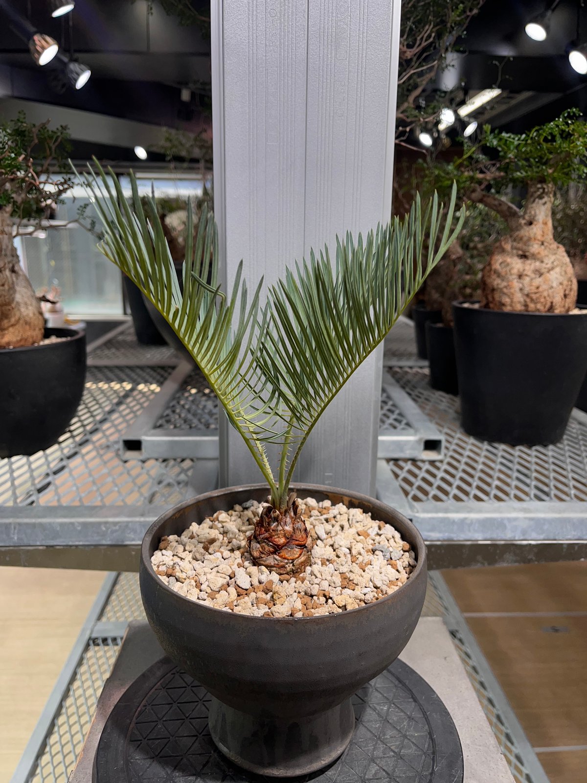 Ｍサイズ 赤肌 カイルンシアナ サイカス 観葉植物 Mサイズ 赤肌 カイルンシアナ サイカス 観葉植物