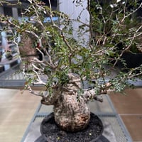 発根済　オペルクリカリア パキプス×カタチ製作所