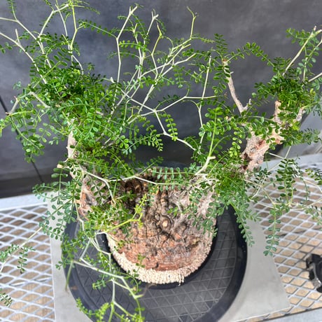 発根済　オペルクリカリア パキプス ×plants greed