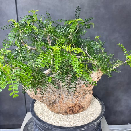 発根済　オペルクリカリア パキプス ×plants greed