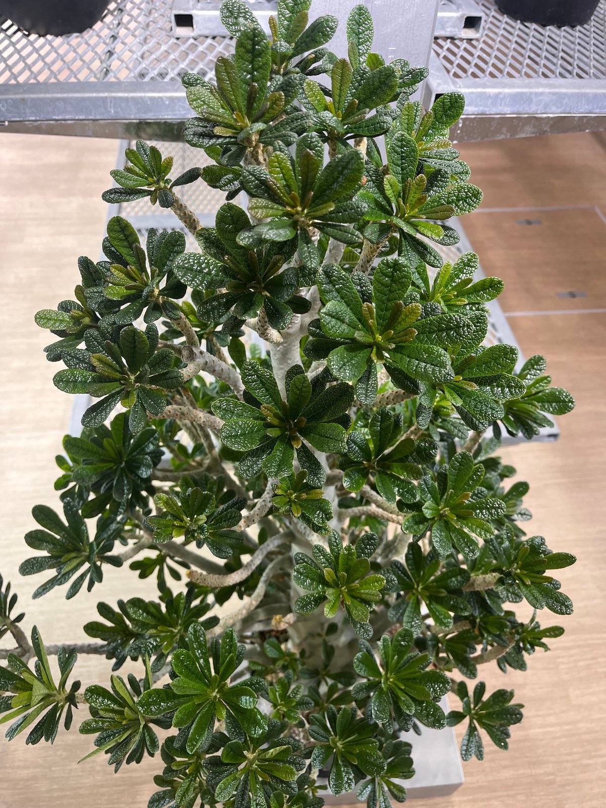 ドルステニア・ギガス bonsai form | KANIK ドルステニア・ギガス bonsai form | KANIK