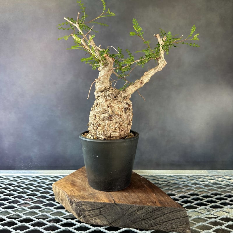 オペルクリカリア　パキプス　根挿し大　発根済み オペルクリカリア パキプス 根挿し大 発根済み オペルクリカリアパキプス根