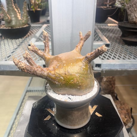 CATEGORY パキポディウム | KANIK