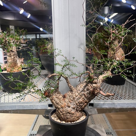 すなぎも パキ坊 &パキポン鉢付き 9500円 すなぎも様専用