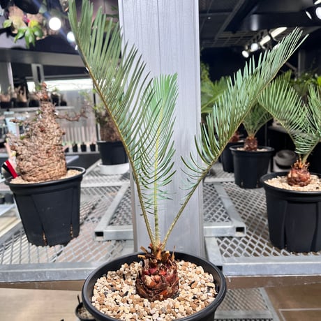 サイカスカイルンシアナ | STORES