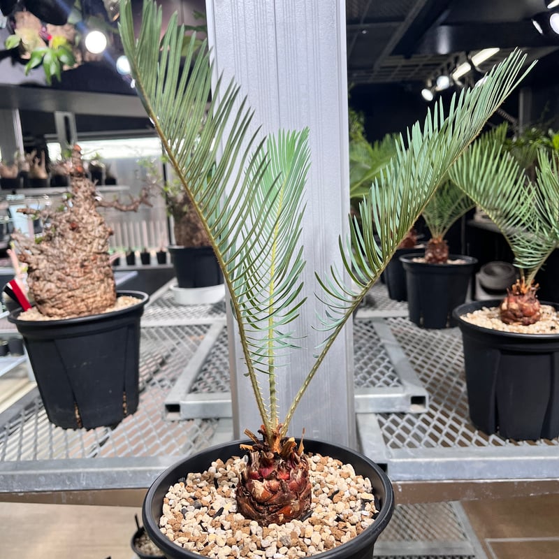 サイカス　カイルンシアナM2 CC2] サイカスカイルンシアナ | KANIK