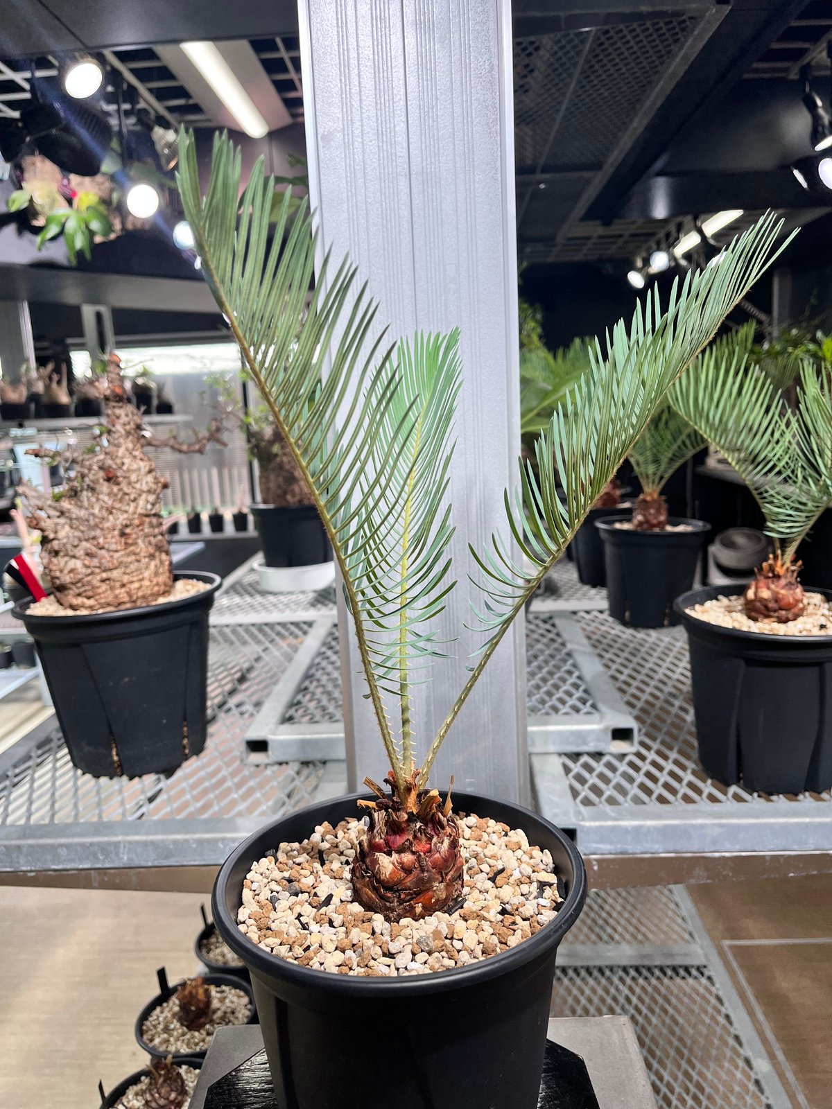 サイカス　カイルンシアナM2 CC2] サイカスカイルンシアナ | KANIK