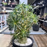 ユッカマルデヌベス var. rigida 4 | KANIK