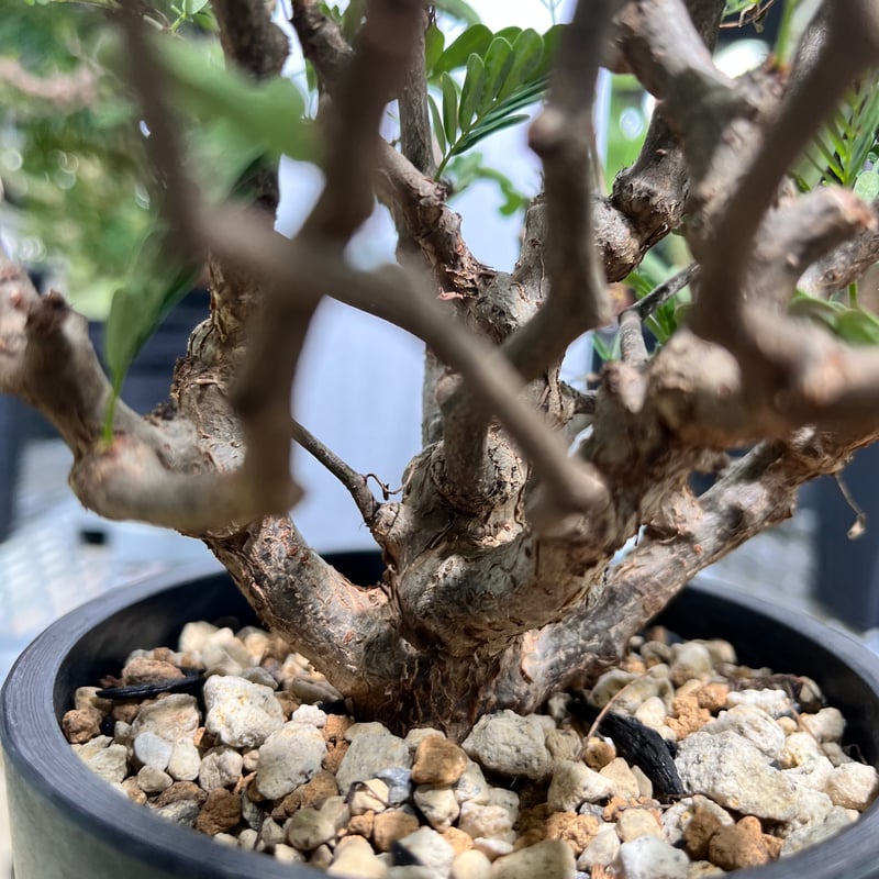 SM10] センナメリディオナリス | KANIK