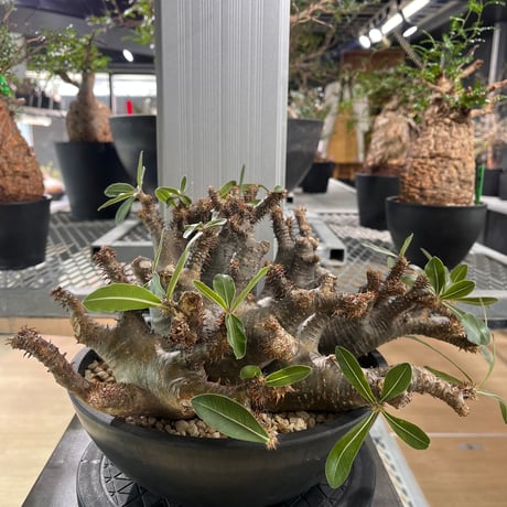 CATEGORY オペルクリカリア パキプス | KANIK