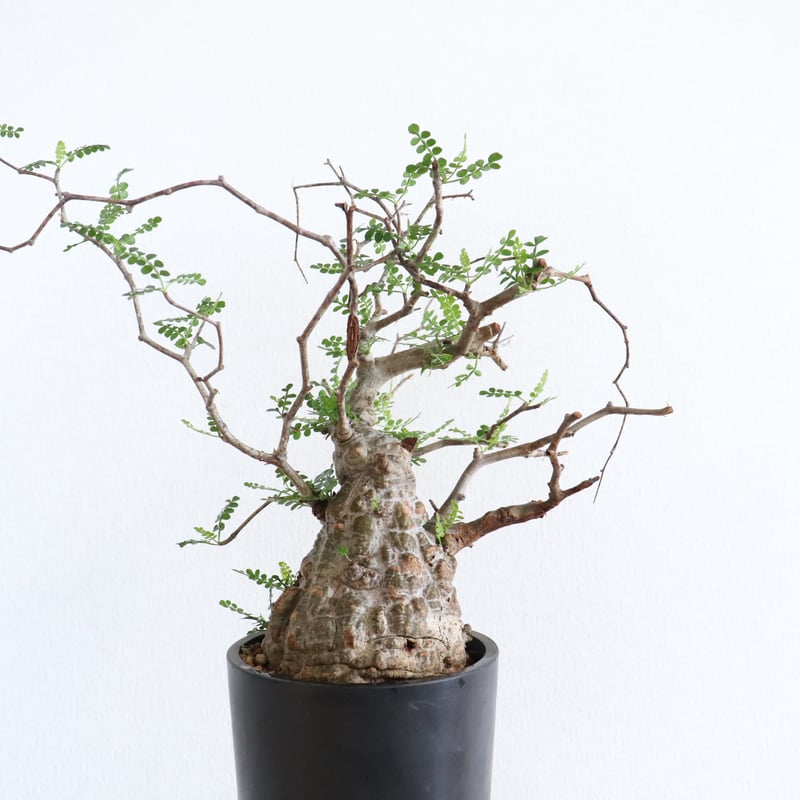 本日限定価格❗️ オペルクリカリアパキプス抜き苗発送