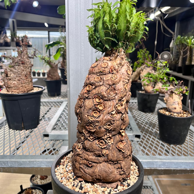 ユーフォルビアムランジーナ 現地球 | KANIK