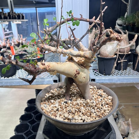 コミフォラピュアカタフ | STORES