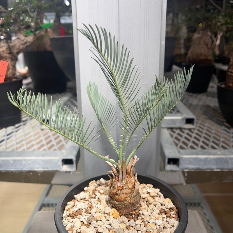 Cycas cairnsiana サイカスカイルンシアナ 1】発根済 サイカスカイルンシアナ | KANIK