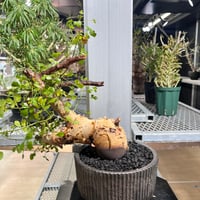 C2 ケラリアピグマエア | KANIK