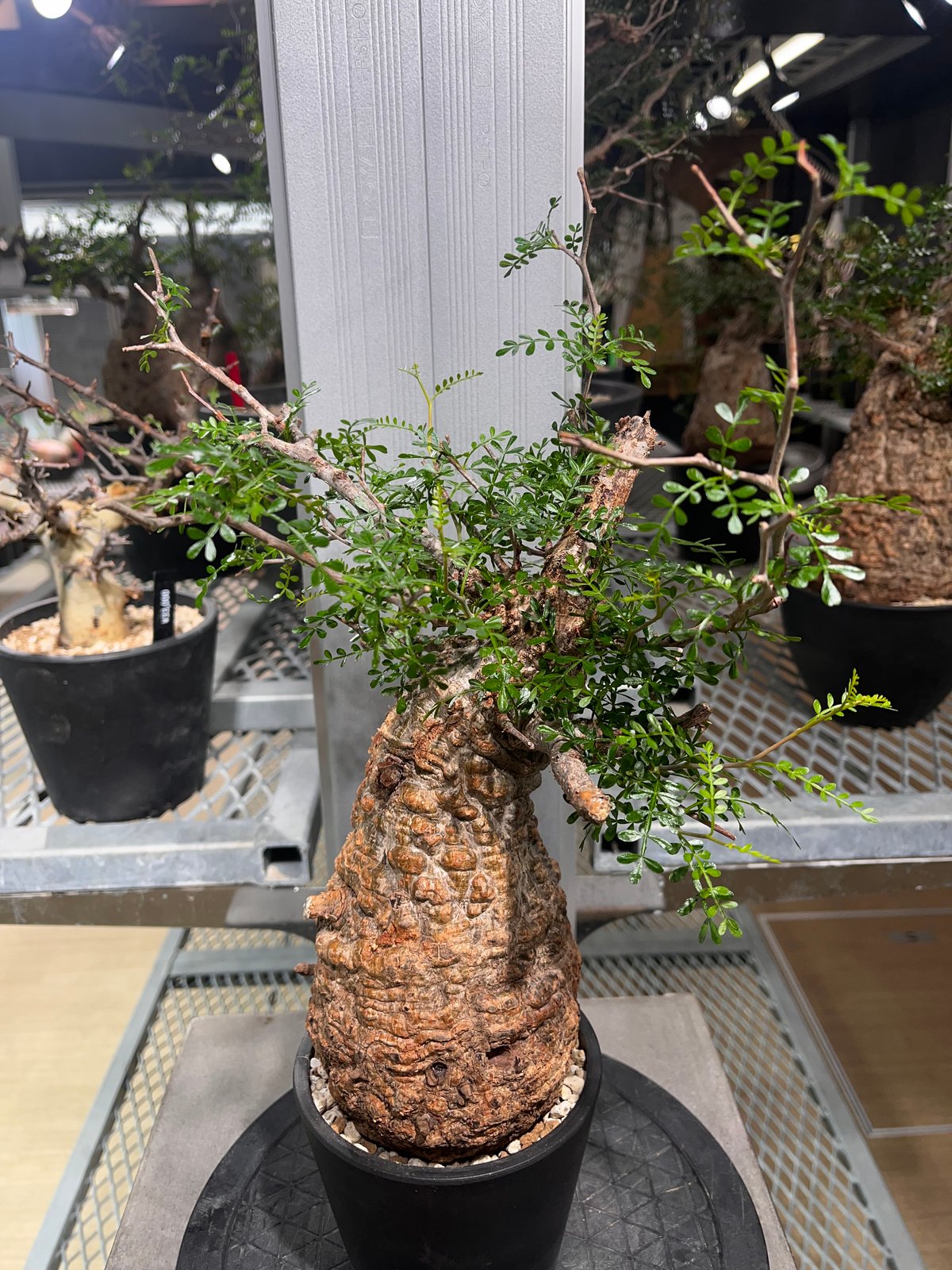 111101】発根済 オペルクリカリア パキプス | KANIK