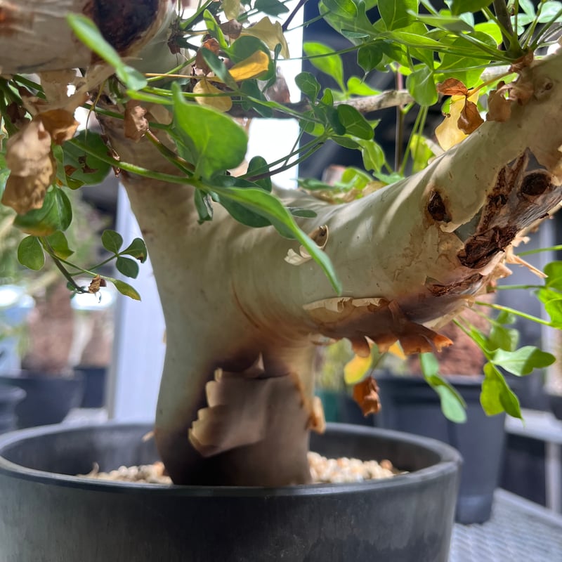 CK7】コミフォラ カタフ ソマリア産 | KANIK