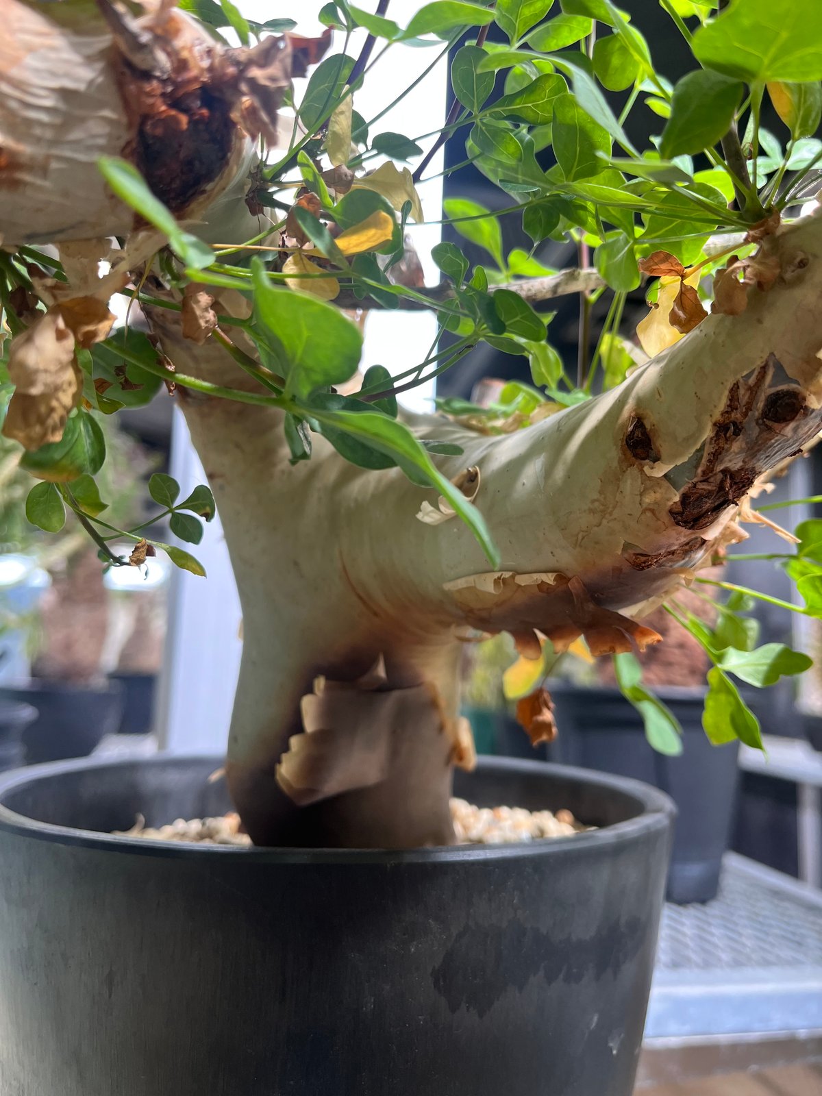 コミフォラカタフ　ソマリア産 CK7】コミフォラ カタフ ソマリア産 | KANIK