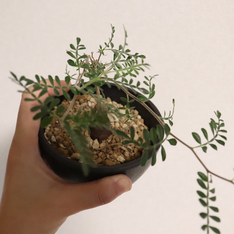 H. Salernoオペルクリカリア ヒファエノイデス 希少固有種7.15 【公式