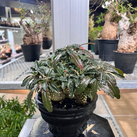 ペレキフォラ　銀牡丹　綴化　自根　大株　プラ鉢　検）黒王丸　グラキリス　パキプス ペレキフォラ 銀牡丹 綴化 自根 大株 プラ鉢 検）黒王丸