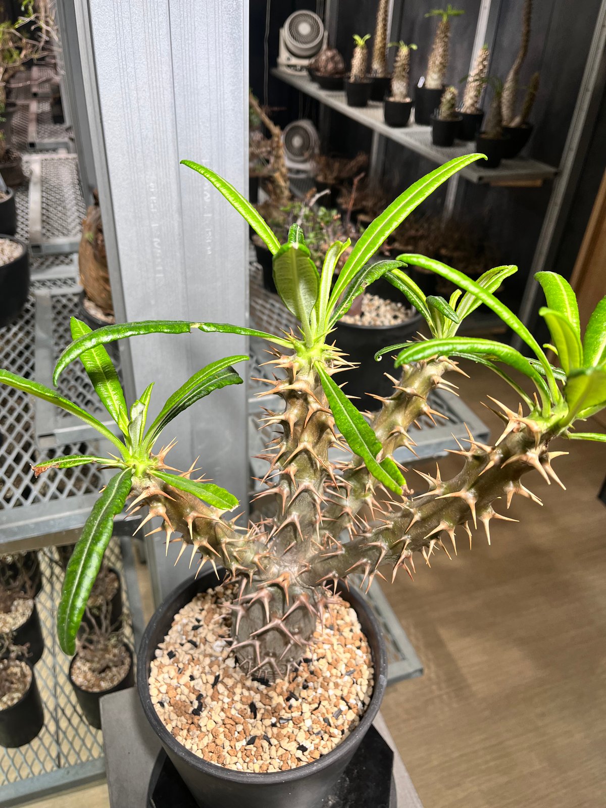 パキポディウム エブレネウム 検/グラキリス アンボンゲンセ ウィンゾリー パキポディウム エブレネウム 検/グラキリス アンボンゲンセ