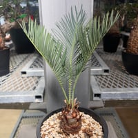 CC2] サイカスカイルンシアナ | KANIK