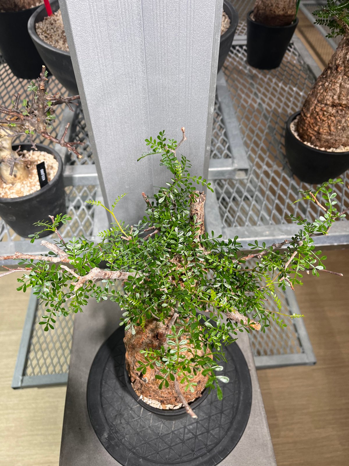 【植木・庭木】ボックスウッド　段作り　仕立物 9-1 植木・庭木】ボックスウッド 段作り 仕立物 9-1