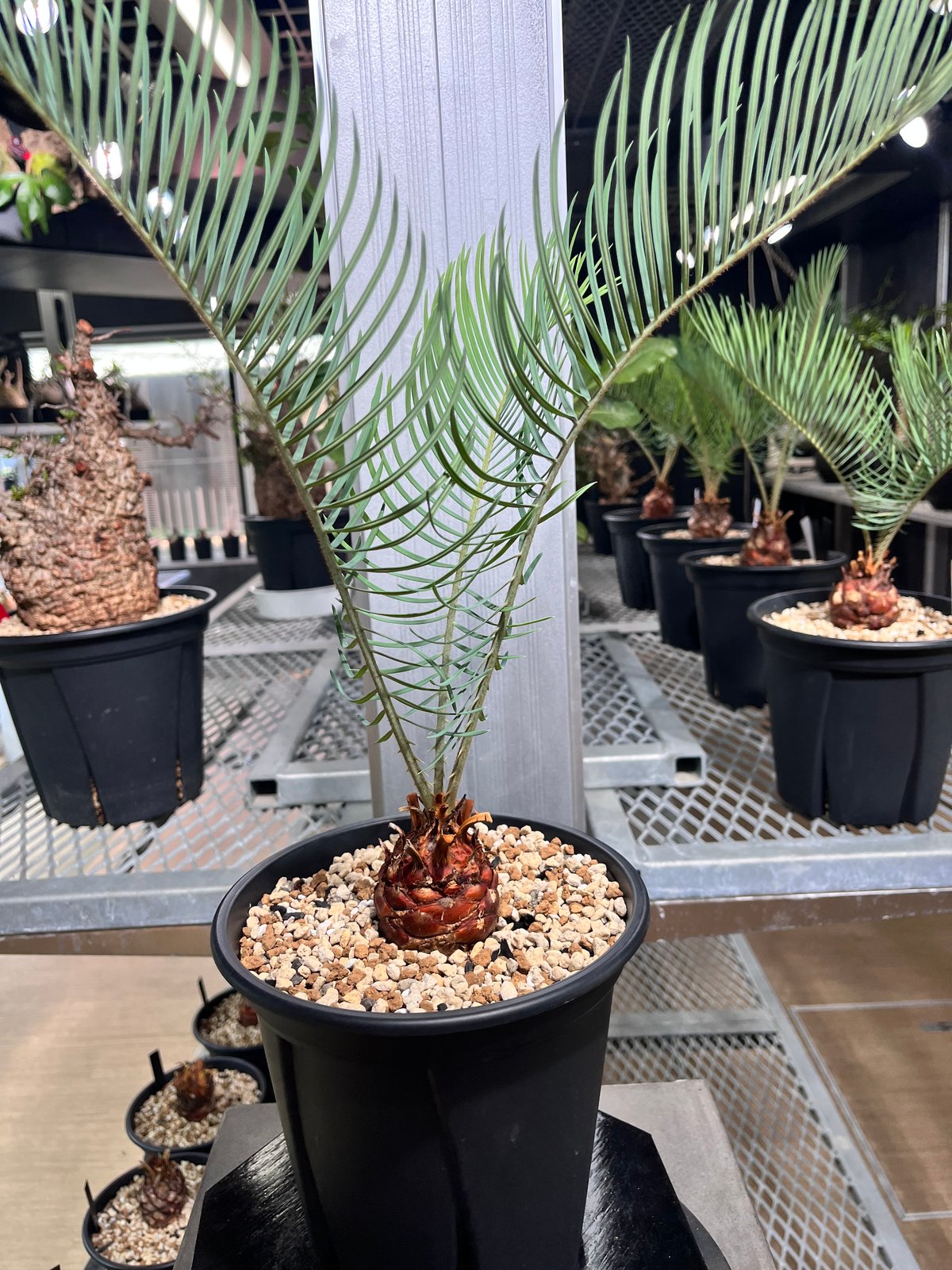 ベストセレクション 3サイカス カイルンシアナ ブルー葉 楽天市場】【現品発送】ソテツ サイカス カイルンシアナ ブルー