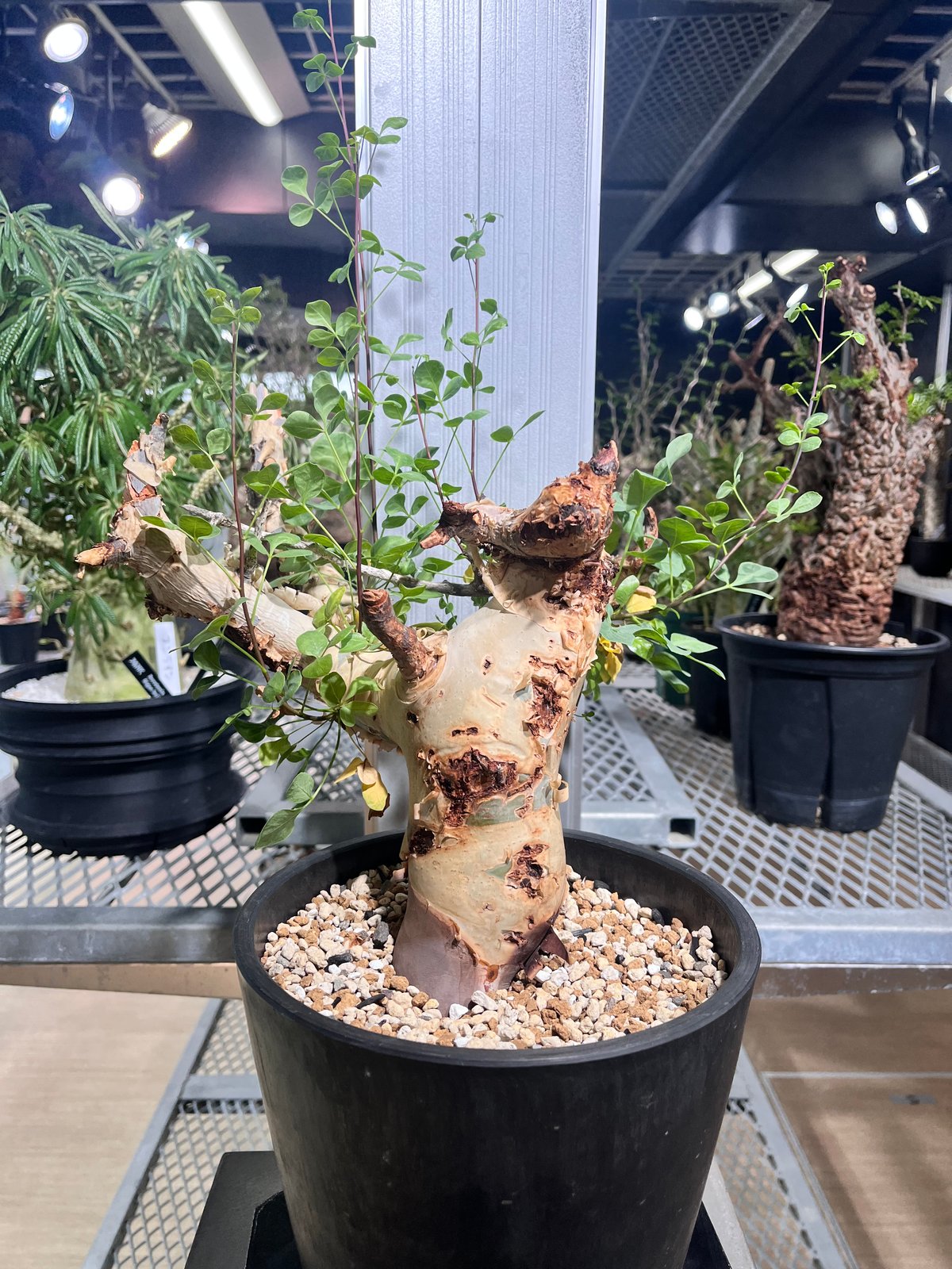 コミフォラ　カタフ　ソマリア産 fit=scale-down,w=1200