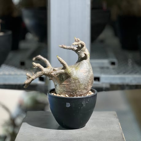 konect fang ×グラキリス konect fang ×グラキリス