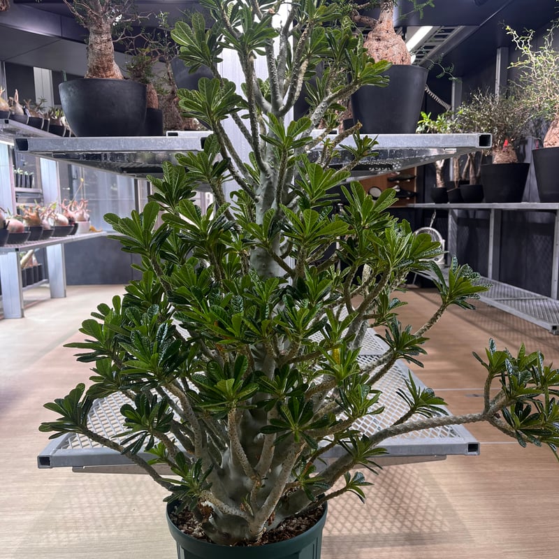 ドルステニア・ギガス bonsai form | KANIK