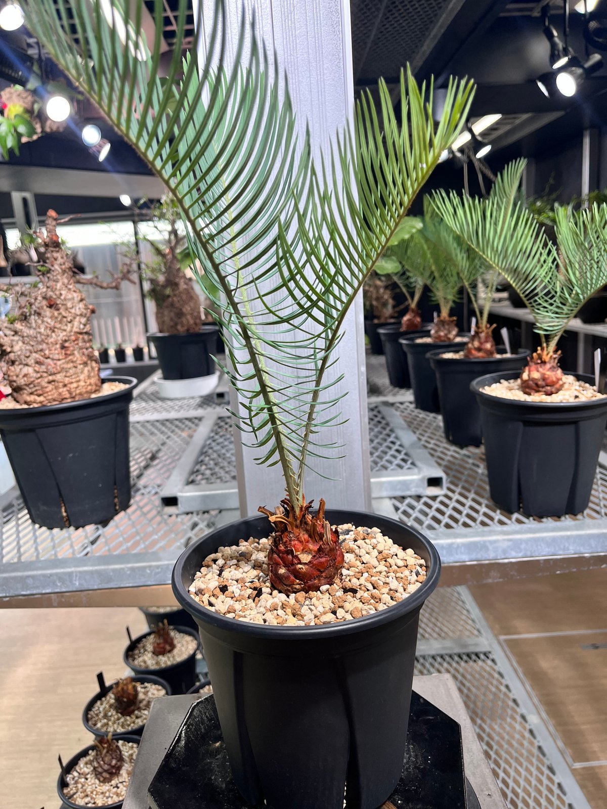 Cycas cairnsiana サイカスカイルンシアナ fit=scale-down,w=1200