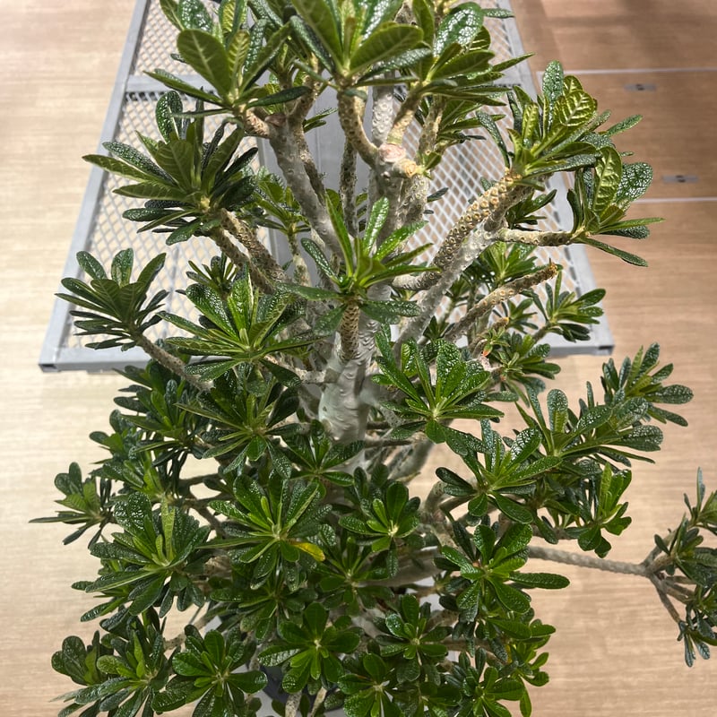 ドルステニア・ギガス bonsai form | KANIK ドルステニア・ギガス bonsai form | KANIK