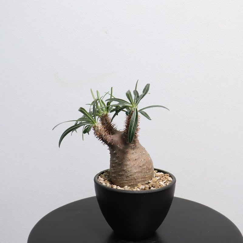 園芸ネット本店｜パキポディウム：グラキリス（発根済み株）3.5号（G29