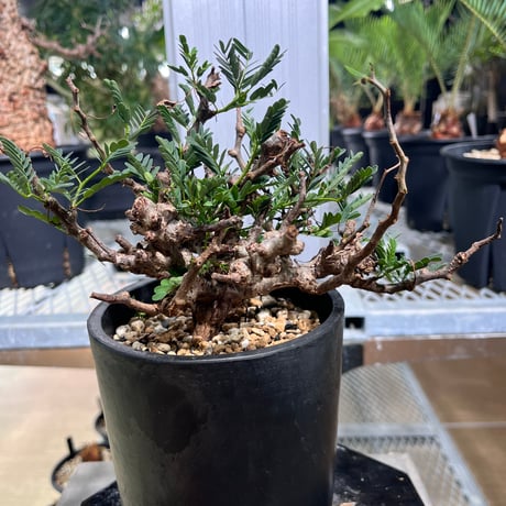 グラキリス専用です 茎径や紐の種類で選べる紐誘引用クリップ くきたっちアルファ