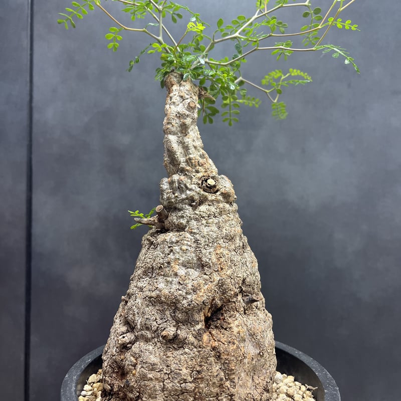 operculicarya hirsutissima オペルクリカリア ヒルスティッシマ