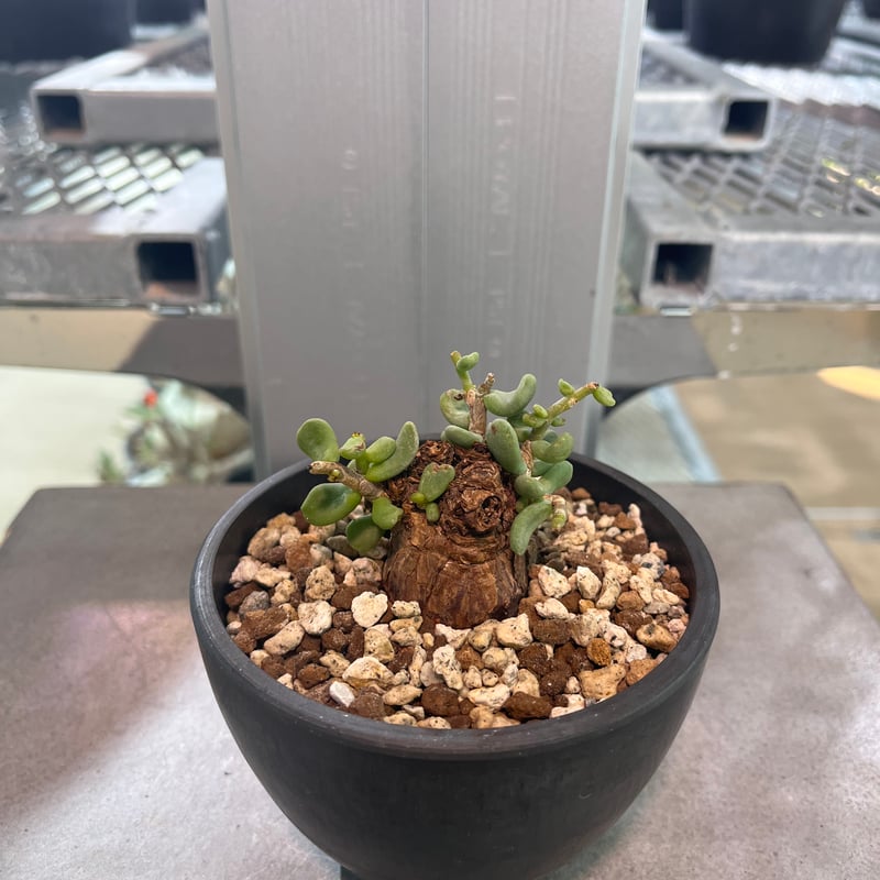 C2 ケラリアピグマエア | KANIK