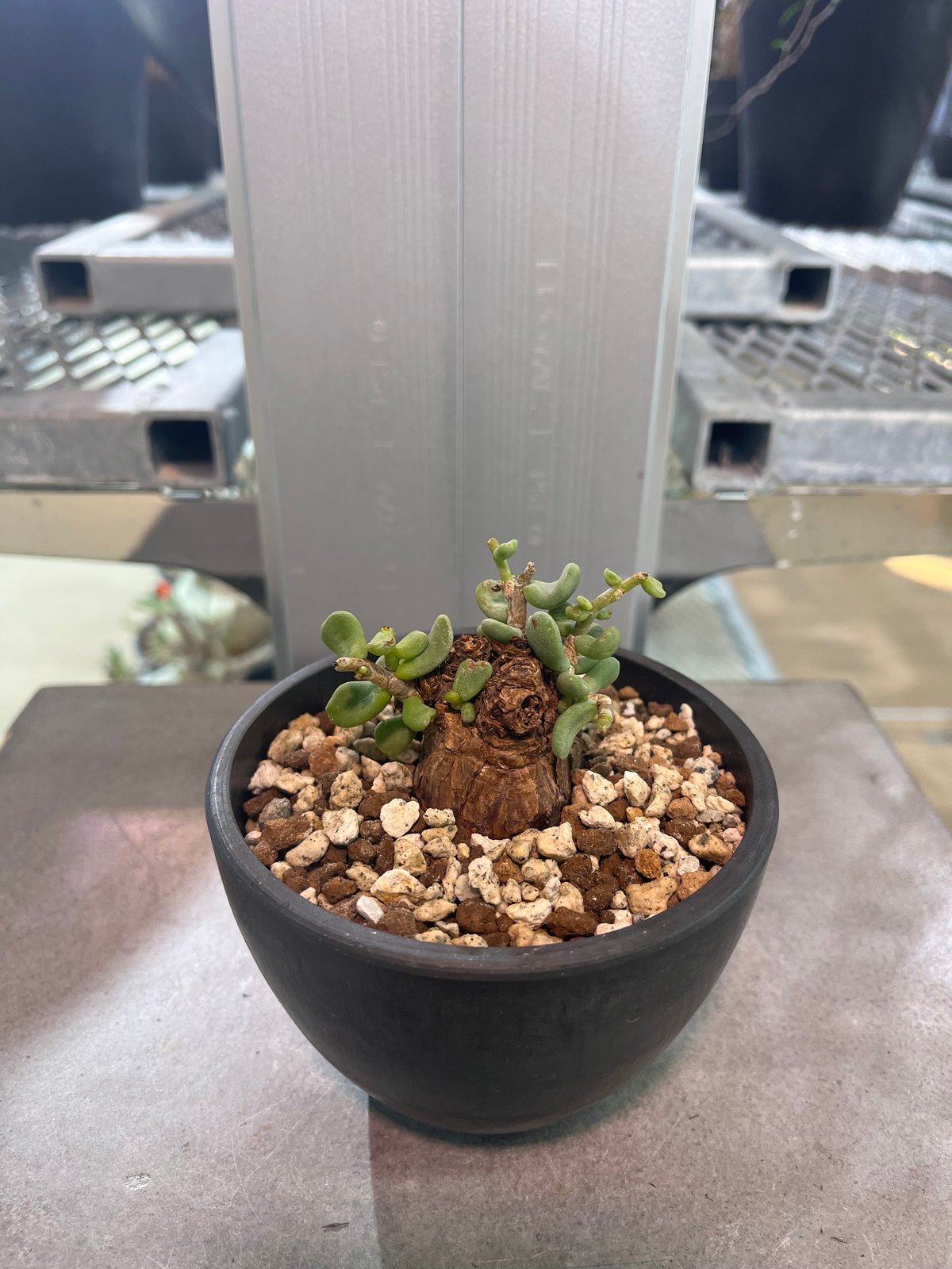 KUM@BRICK　ケラリア　ピグマエア KUM@BRICK様専用 ケラリア ピグマエア ケラリア ピグマエア①