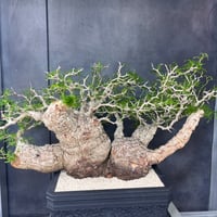 発根済　オペルクリカリア パキプス ×plants greed
