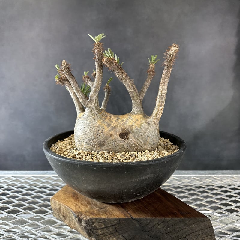 パキポディウム　グラキリス　現地球　塊根植物　コーデックス　BOTANIZE パキポディウム グラキリス 現地球 塊根植物 コーデックス BOTANIZE