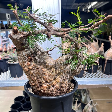 専用株　オペルクリカリア　パキプス オペルクリカリア・パキプス | trigger