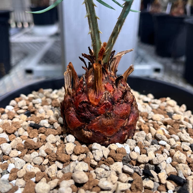 Cycas cairnsiana サイカスカイルンシアナ CC5] サイカスカイルンシアナ | KANIK