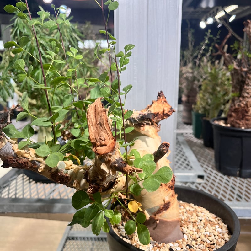 CK7】コミフォラ カタフ ソマリア産 | KANIK