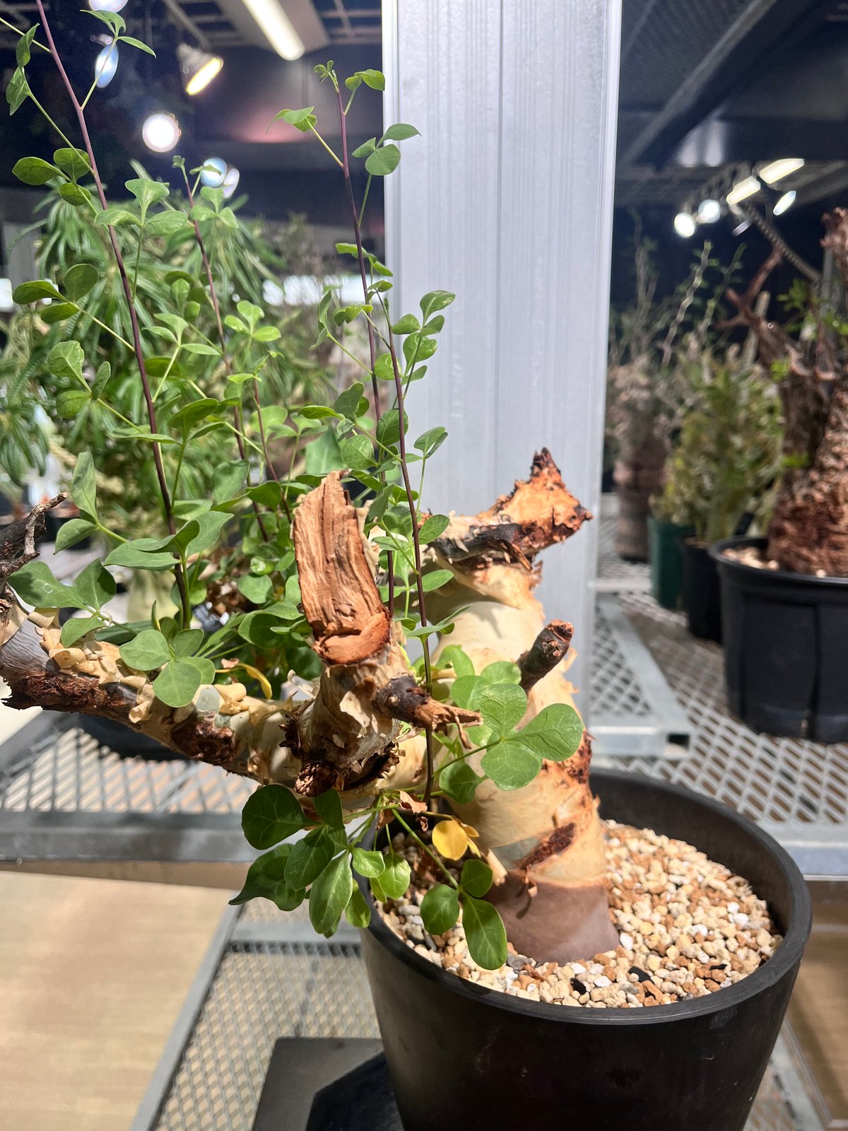 CK7】コミフォラ カタフ ソマリア産 | KANIK