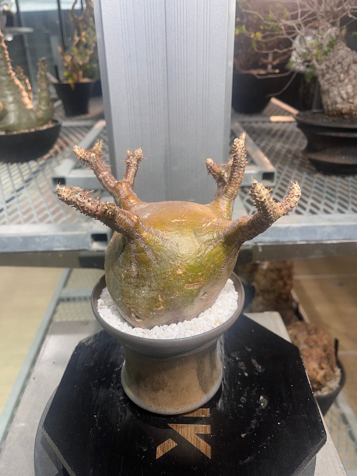 valiem グラ専 パキポディウムグラキリス 発根済