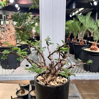 1】発根済 サイカスカイルンシアナ | KANIK