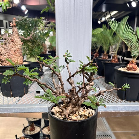 パキプス亀 がまかつ】 がま船 鬼攻カワハギ トーナメントグレード 175