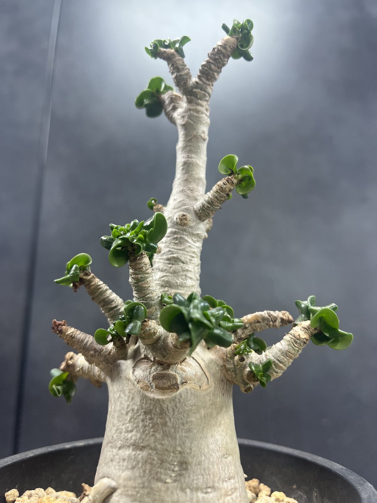 獅子葉/アデニウム】Dorset Horn 聳え Adenium（DHA) ① 