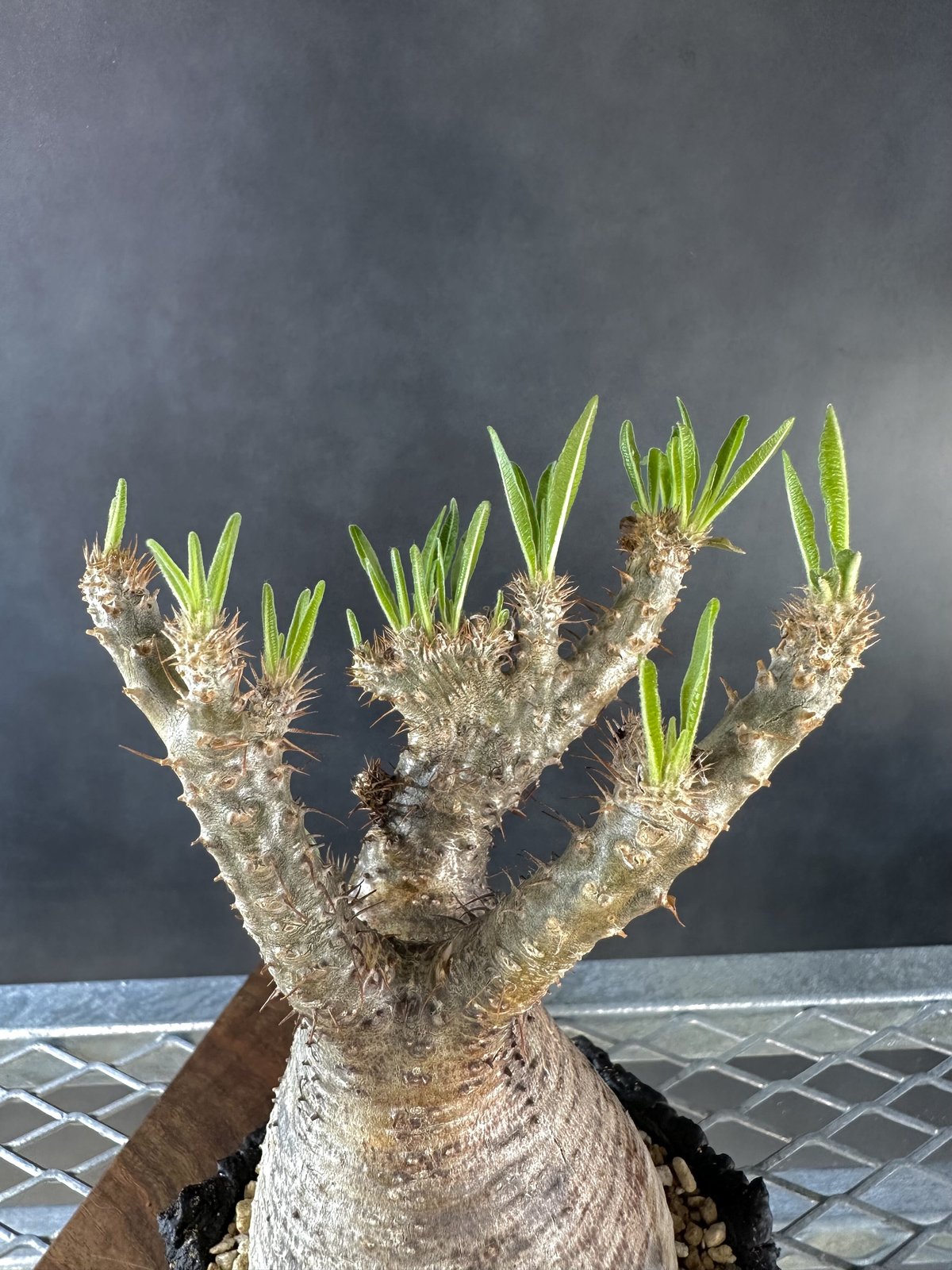 パキポディウムグラキリス グラキリス 綴化 セッカ 塊根植物 